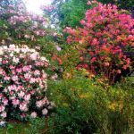 Wizyta w Zagrodzie Wsi Pszczyńskiej — wiejskie życie w śląskiej odsłonie!  - galeria