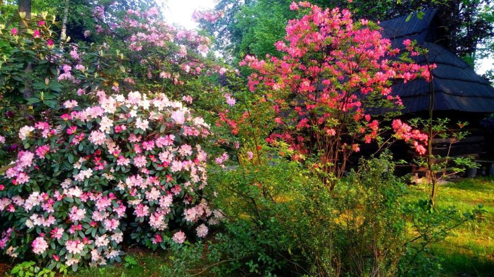 Wizyta w Zagrodzie Wsi Pszczyńskiej — wiejskie życie w śląskiej odsłonie!  - galeria