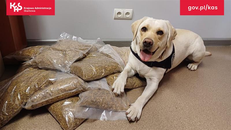 Śląska KAS przechwyciła nielegalny tytoń i e-papierosy w Bielsku-Białej - galeria