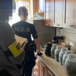 Kryminalni zlikwidowali nielegalną uprawę konopi. 52-latek zatrzymany! - galeria