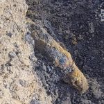 Niebezpieczne odkrycie w Wodzisławiu Śląskim. Saperzy wezwani do akcji! - galeria