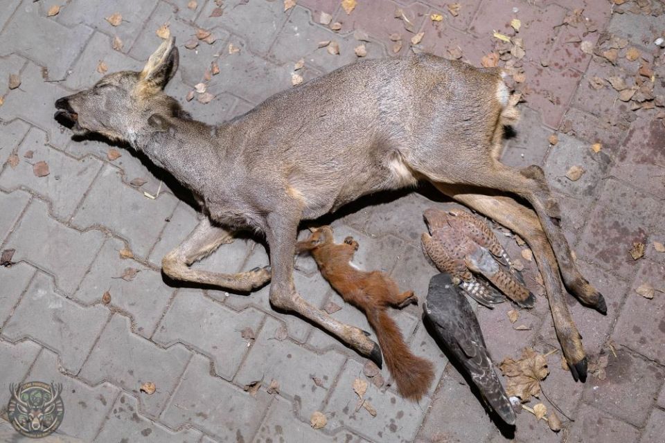 fot. Leśne Pogotowie w Mikołowie