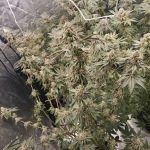 Policja z Katowic rozbiła plantację marihuany – 3,5 kg suszu zabezpieczone! - galeria