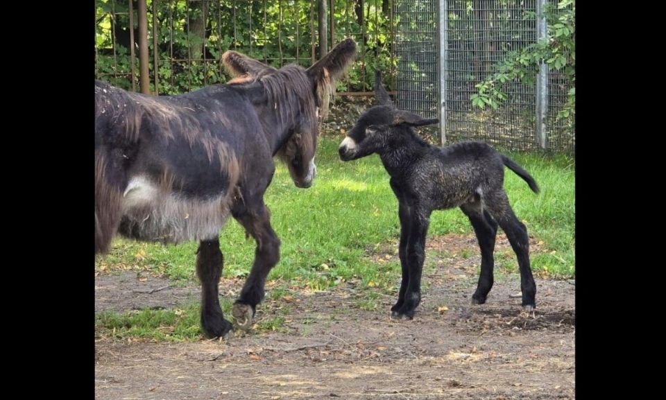 W Śląskim Ogrodzie Zoologicznym urodził się osiołek poitou! Poznajcie małego Dantego - galeria
