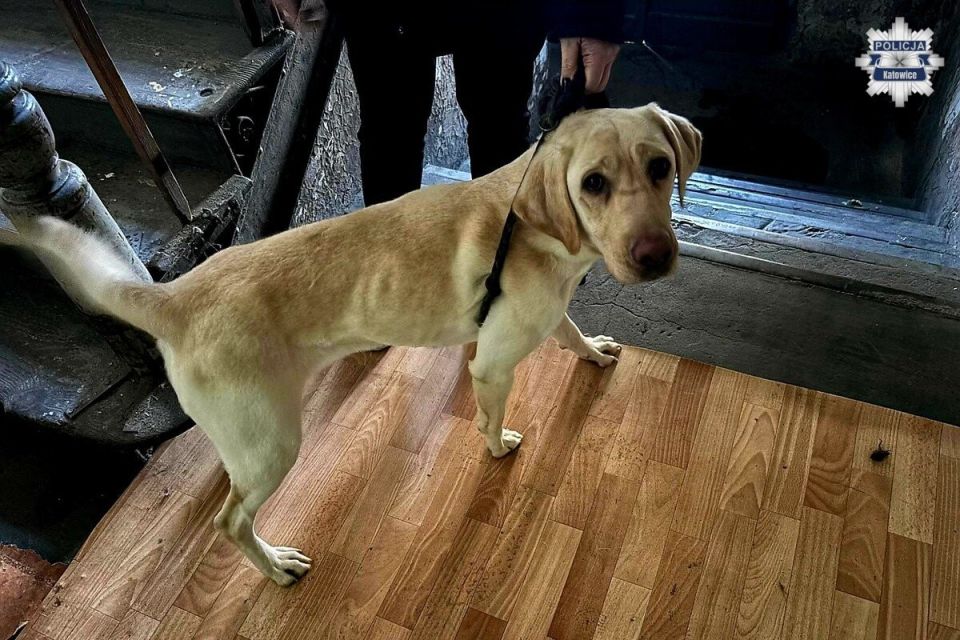 Katowiccy policjanci odebrali właścicielce wychudzone i zaniedbane psy - galeria