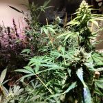 Kryminalni zlikwidowali nielegalną uprawę konopi. 52-latek zatrzymany! - galeria