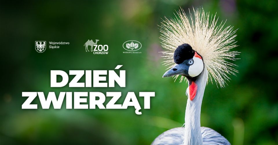 Dzień Zwierząt w Śląskim Ogrodzie Zoologicznym - galeria