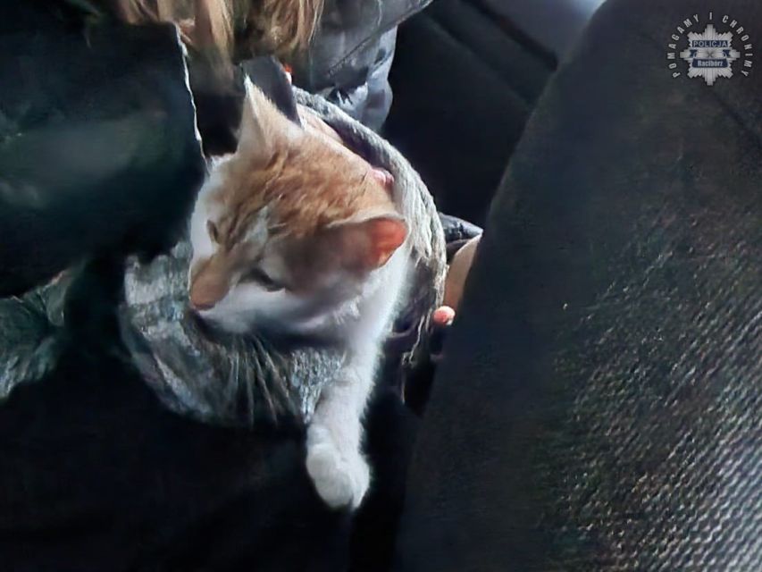 Policjant z Raciborza uratował kotka z wysokiego drzewa - galeria