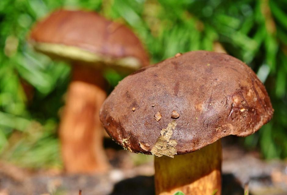 Bezpieczeństwo podczas grzybobrania – zasady, które warto znać przed wyprawą do lasu - galeria