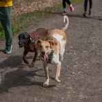 W Zabrzu odbył się III Charytatywny Bieg dla Autyzmu [FOTORELACJA] - galeria