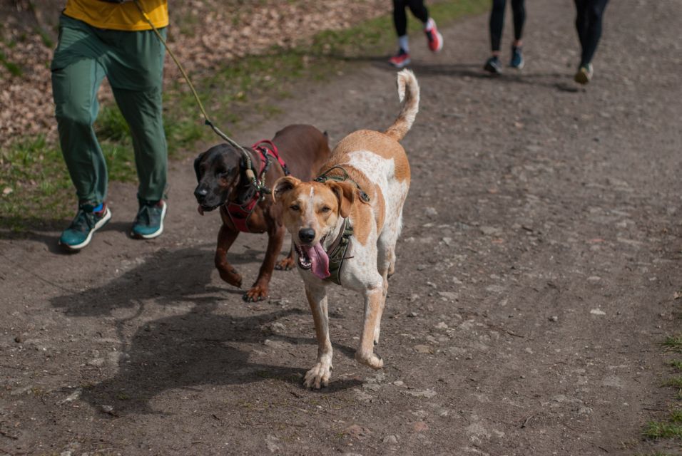 W Zabrzu odbył się III Charytatywny Bieg dla Autyzmu [FOTORELACJA] - galeria