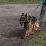 W Zabrzu odbył się III Charytatywny Bieg dla Autyzmu [FOTORELACJA] - galeria