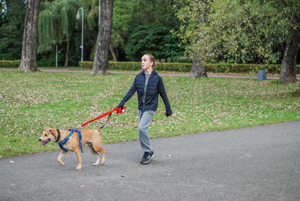 Trwa 8. Katowicki Dzień Psiaka [FOTORELACJA] - galeria