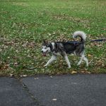 Trwa 8. Katowicki Dzień Psiaka [FOTORELACJA] - galeria