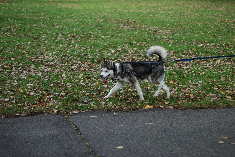 Trwa 8. Katowicki Dzień Psiaka [FOTORELACJA] - galeria