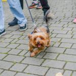 Za nami 9. Katowicki Dzień Psiaka [FOTORELACJA] - galeria