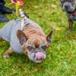 Za nami 9. Katowicki Dzień Psiaka [FOTORELACJA] - galeria