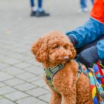 Za nami 9. Katowicki Dzień Psiaka [FOTORELACJA] - galeria