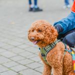 Za nami 9. Katowicki Dzień Psiaka [FOTORELACJA] - galeria