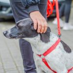 Za nami 9. Katowicki Dzień Psiaka [FOTORELACJA] - galeria