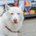 Za nami 9. Katowicki Dzień Psiaka [FOTORELACJA] - galeria