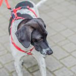 Za nami 9. Katowicki Dzień Psiaka [FOTORELACJA] - galeria