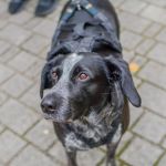 Za nami 9. Katowicki Dzień Psiaka [FOTORELACJA] - galeria