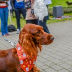 Za nami 9. Katowicki Dzień Psiaka [FOTORELACJA] - galeria