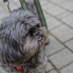 Za nami 9. Katowicki Dzień Psiaka [FOTORELACJA] - galeria