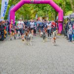 Za nami 9. Katowicki Dzień Psiaka [FOTORELACJA] - galeria