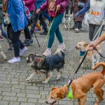 Za nami 9. Katowicki Dzień Psiaka [FOTORELACJA] - galeria