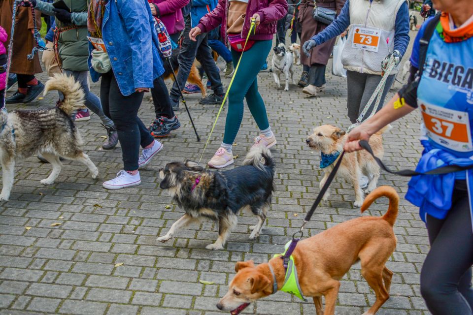Za nami 9. Katowicki Dzień Psiaka [FOTORELACJA] - galeria