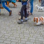 Za nami 9. Katowicki Dzień Psiaka [FOTORELACJA] - galeria