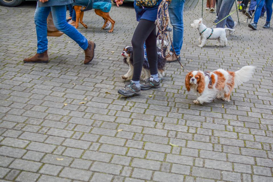 Za nami 9. Katowicki Dzień Psiaka [FOTORELACJA] - galeria