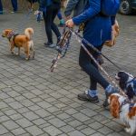 Za nami 9. Katowicki Dzień Psiaka [FOTORELACJA] - galeria