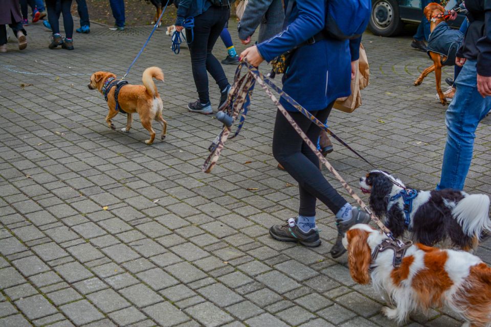 Za nami 9. Katowicki Dzień Psiaka [FOTORELACJA] - galeria