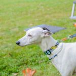 Za nami 9. Katowicki Dzień Psiaka [FOTORELACJA] - galeria