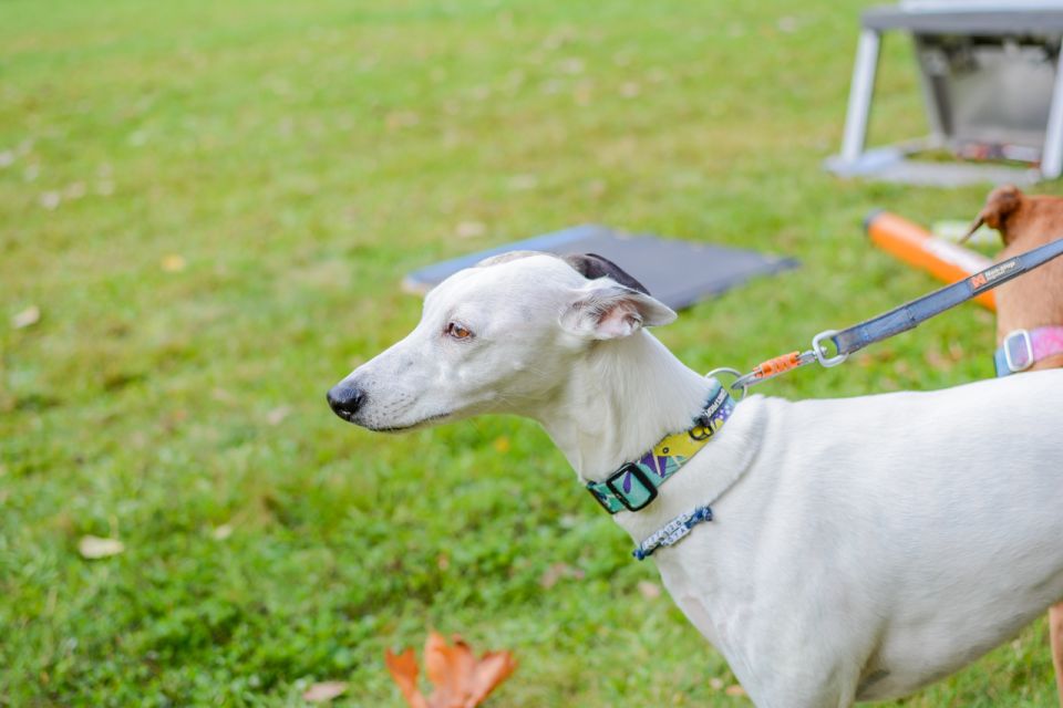 Za nami 9. Katowicki Dzień Psiaka [FOTORELACJA] - galeria