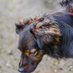 Za nami 9. Katowicki Dzień Psiaka [FOTORELACJA] - galeria