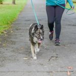 Za nami 9. Katowicki Dzień Psiaka [FOTORELACJA] - galeria