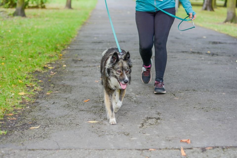 Za nami 9. Katowicki Dzień Psiaka [FOTORELACJA] - galeria