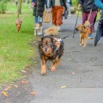 Za nami 9. Katowicki Dzień Psiaka [FOTORELACJA] - galeria