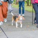 Za nami 9. Katowicki Dzień Psiaka [FOTORELACJA] - galeria