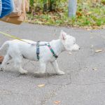 Za nami 9. Katowicki Dzień Psiaka [FOTORELACJA] - galeria