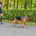 Za nami 9. Katowicki Dzień Psiaka [FOTORELACJA] - galeria