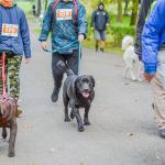 Za nami 9. Katowicki Dzień Psiaka [FOTORELACJA] - galeria