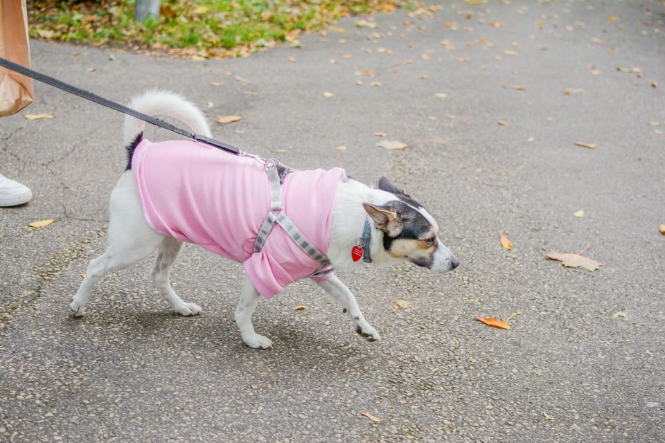 Za nami 9. Katowicki Dzień Psiaka [FOTORELACJA] - galeria