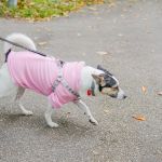 Za nami 9. Katowicki Dzień Psiaka [FOTORELACJA] - galeria