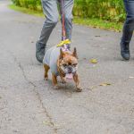 Za nami 9. Katowicki Dzień Psiaka [FOTORELACJA] - galeria