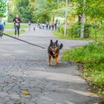 Za nami 9. Katowicki Dzień Psiaka [FOTORELACJA] - galeria